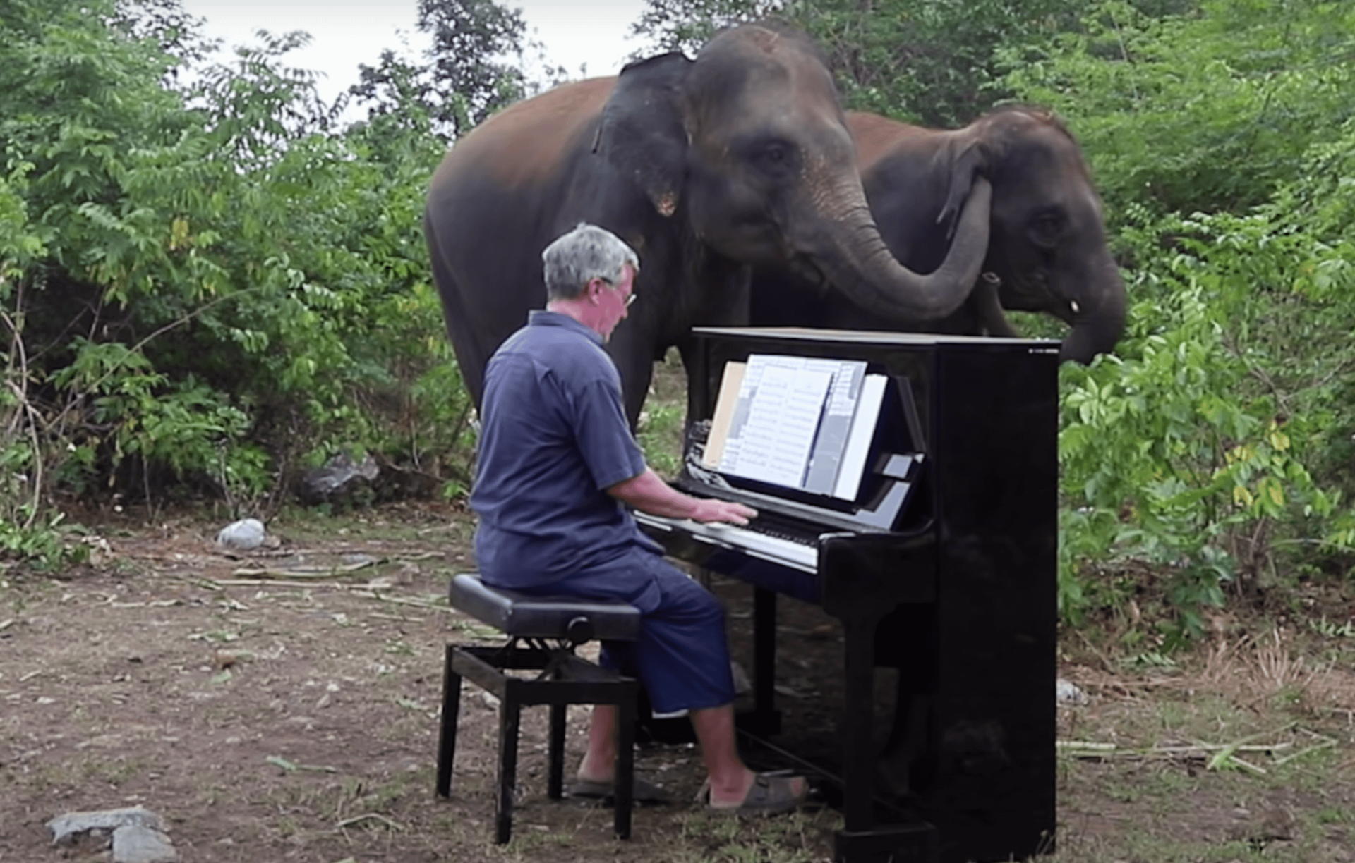 Piano player and elephant playing music together outdoors in clearing.