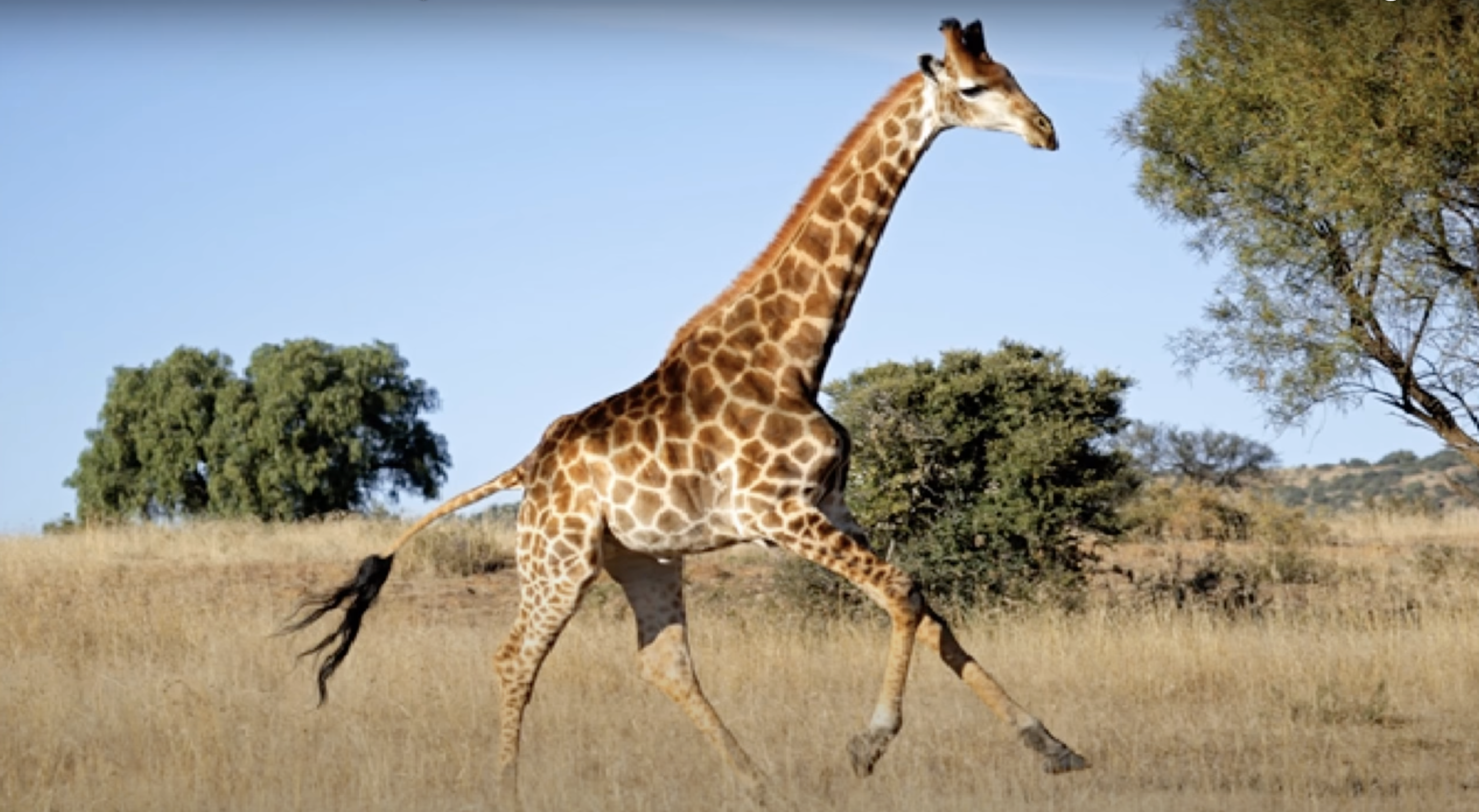 Giraffe in motion in the wild