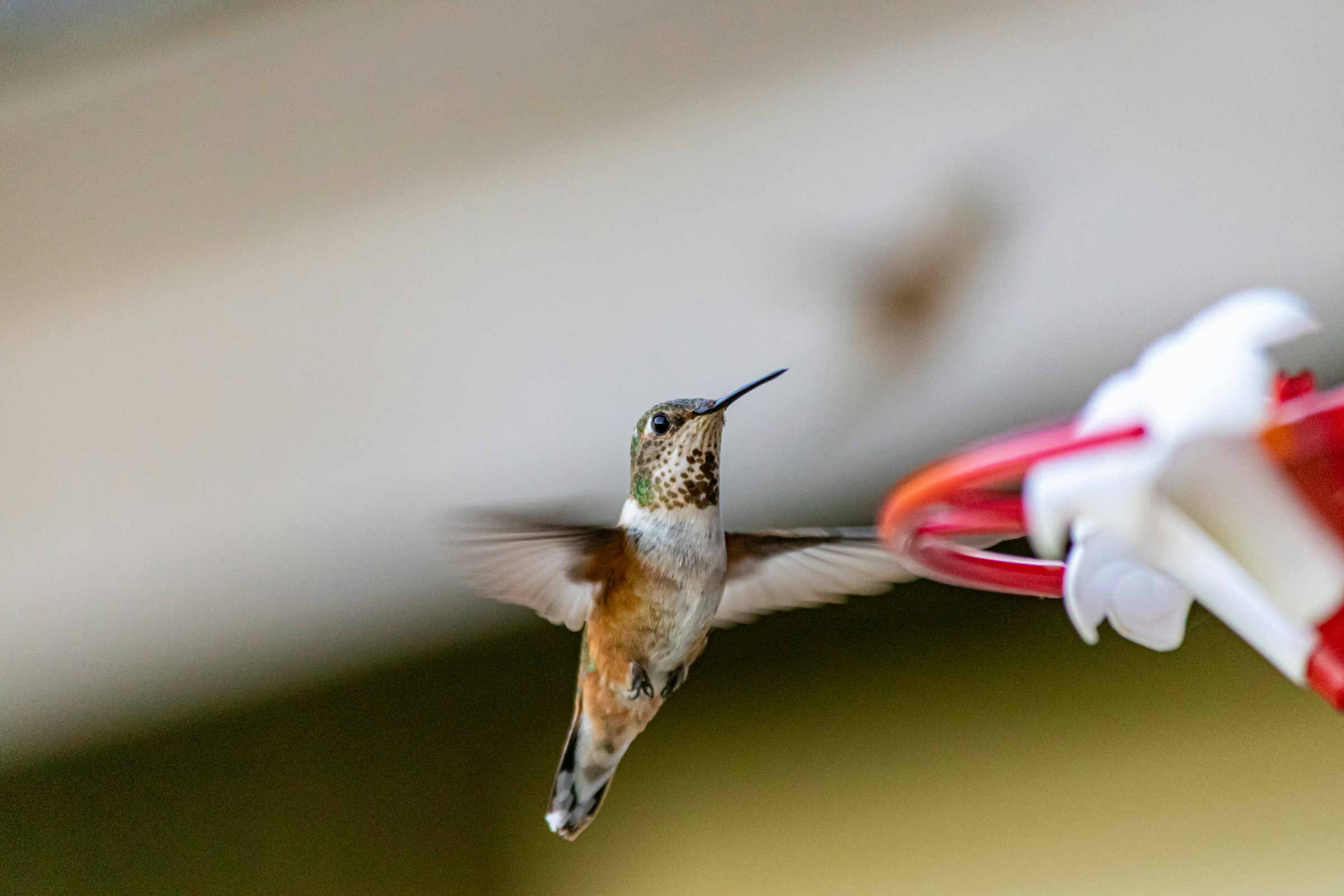 Hummingbird in flight near a feeder