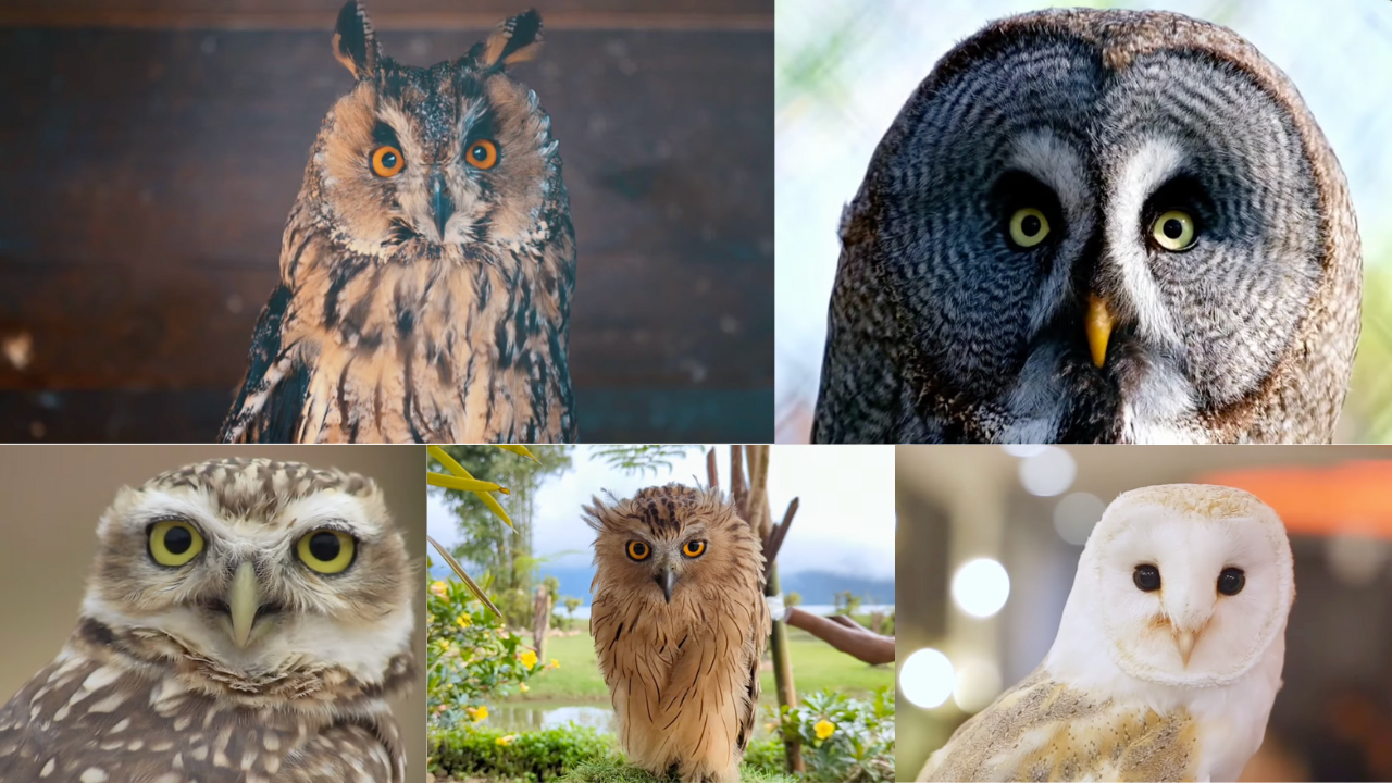 Owl montage, 5 kinds