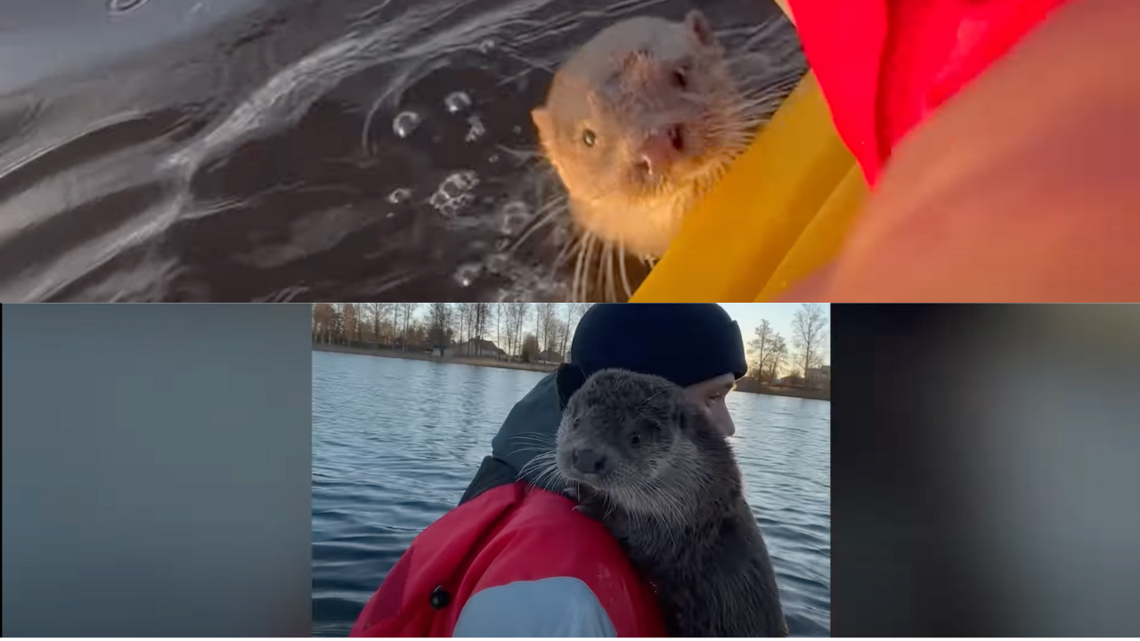Otter looks up at the man in his kayak from the water and rests on his shoulder in a second photo